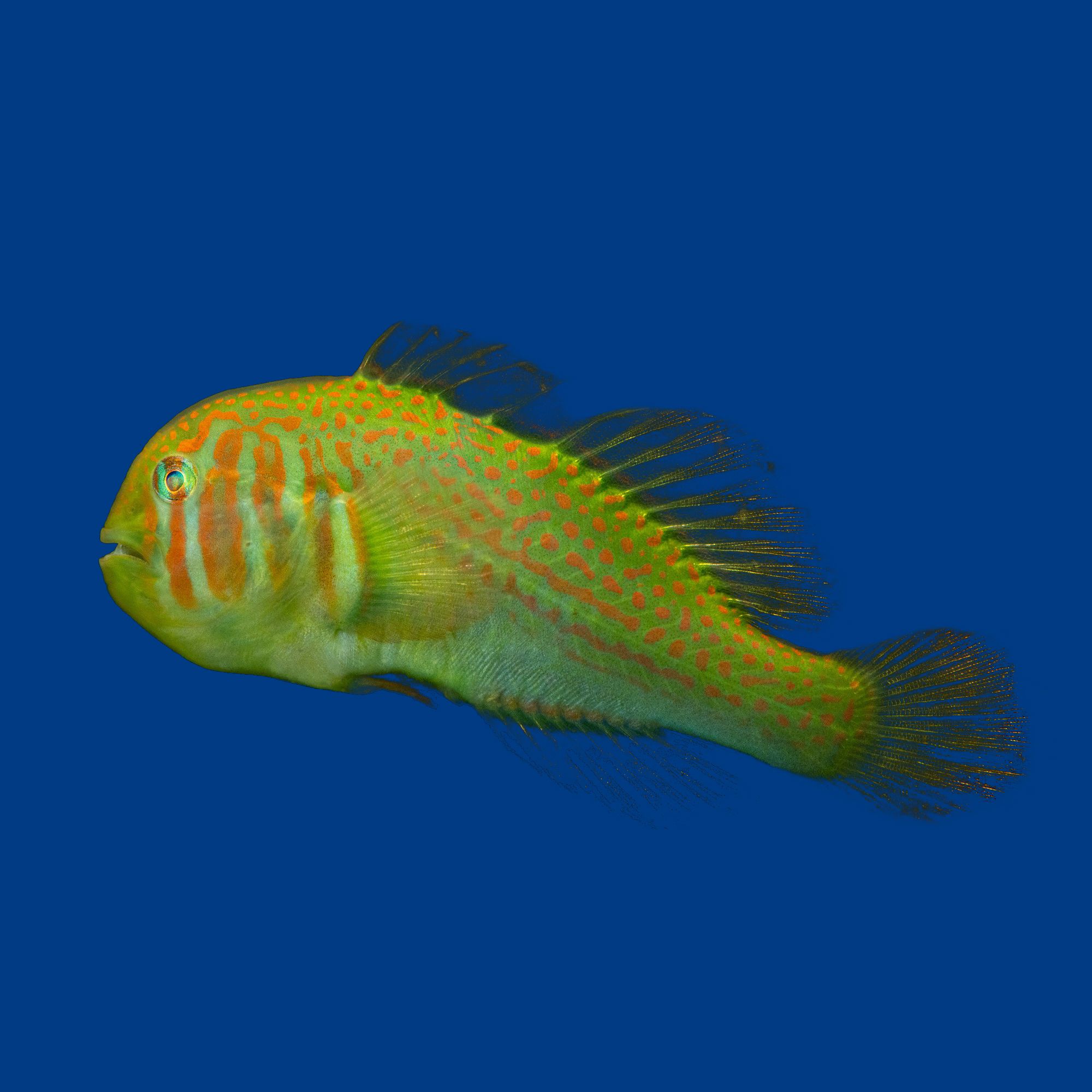 Gobiodon histrio - M