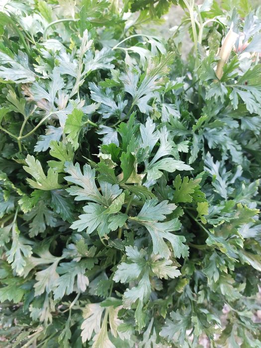 Warzywa z dostawą z własnego gospodarstwa