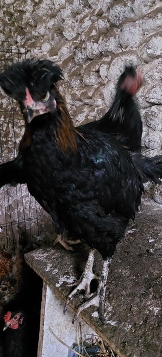 Kogut czubatka Polska