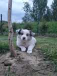 Border collie ZKwP /FCI blue merle
