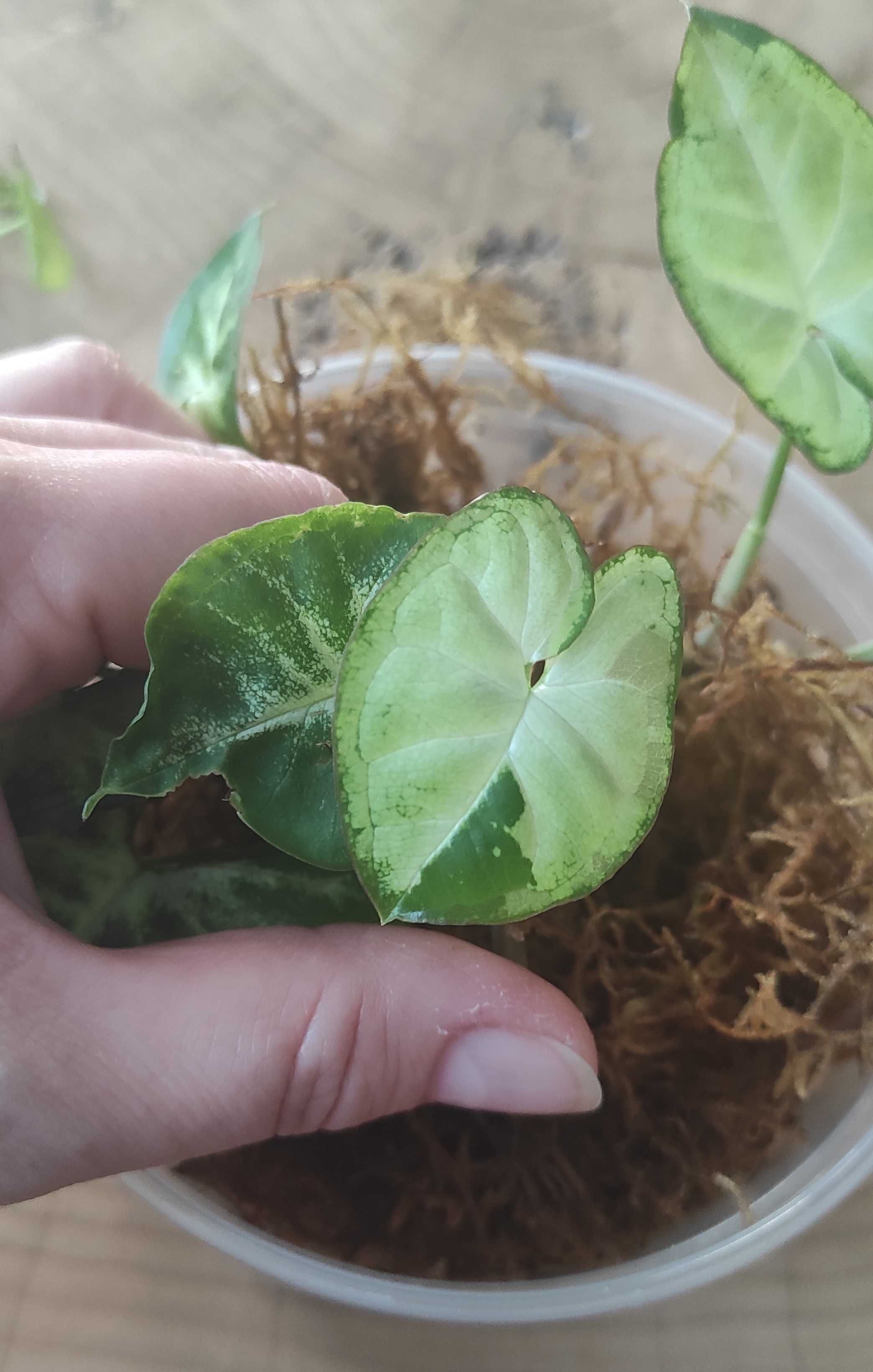 Syngonium Panda White