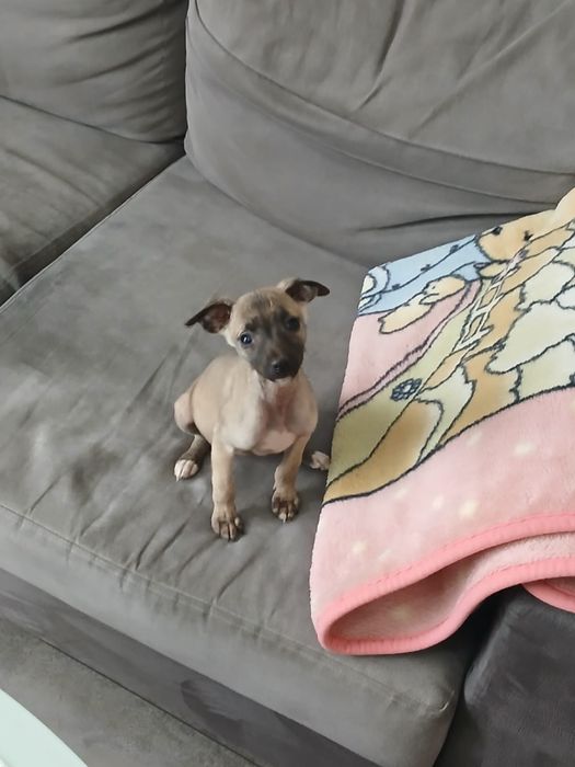 Chart Angielski Whippet śliczna suczka