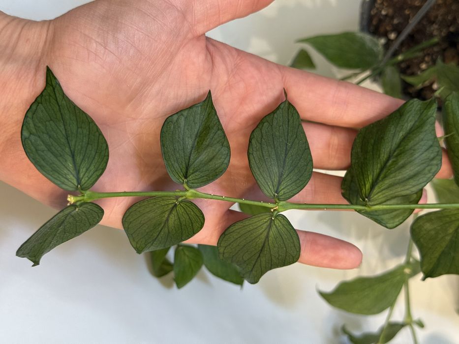 Hoya polyneura hoja