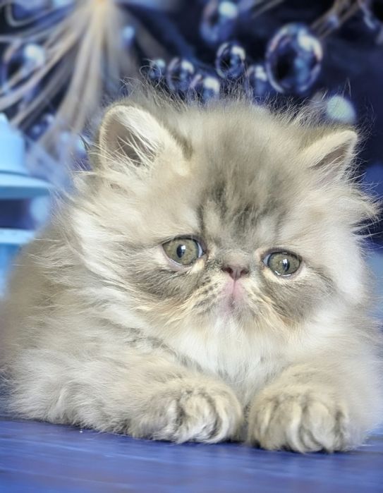 Персидські кошенята з офіційного розплідника