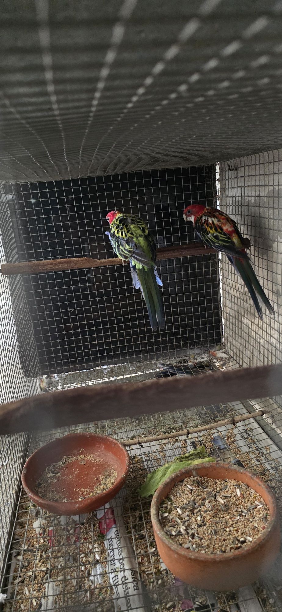 Roselas e ringneck