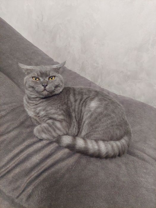 Котик шотландець 5 міс