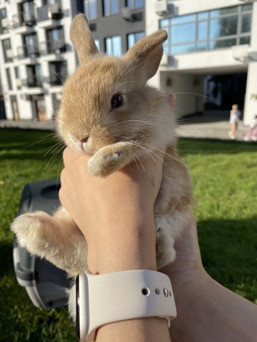 Шукаю відповідальних власників для декоративних кроликів