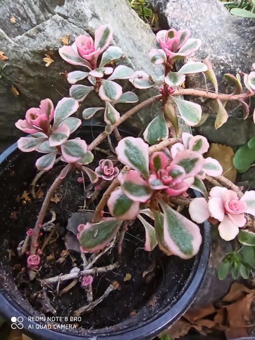 Очиток ( седум) ложный триколор и Ред дракон.