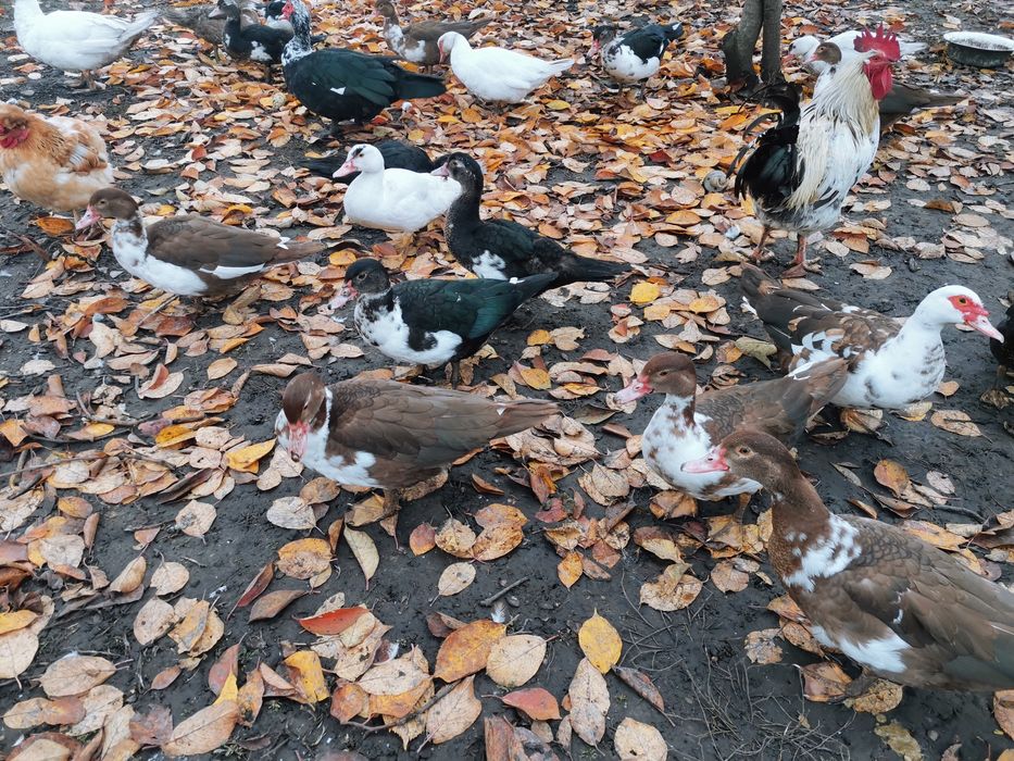 Продам качок шипуни індокачки