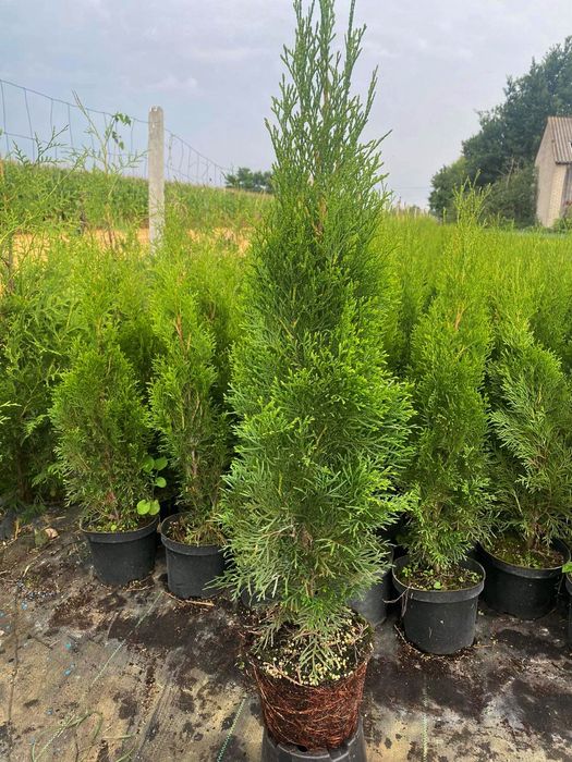 Tuja szmaragd 40/60cm danica brabant