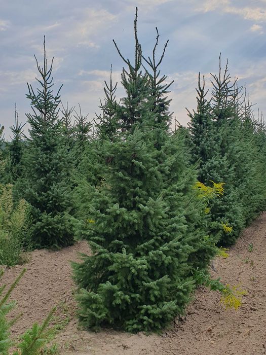 Świerk serbski PICEA OMORICA 400-600cm Kopane Maszyną TRANSpor PREMIUM
