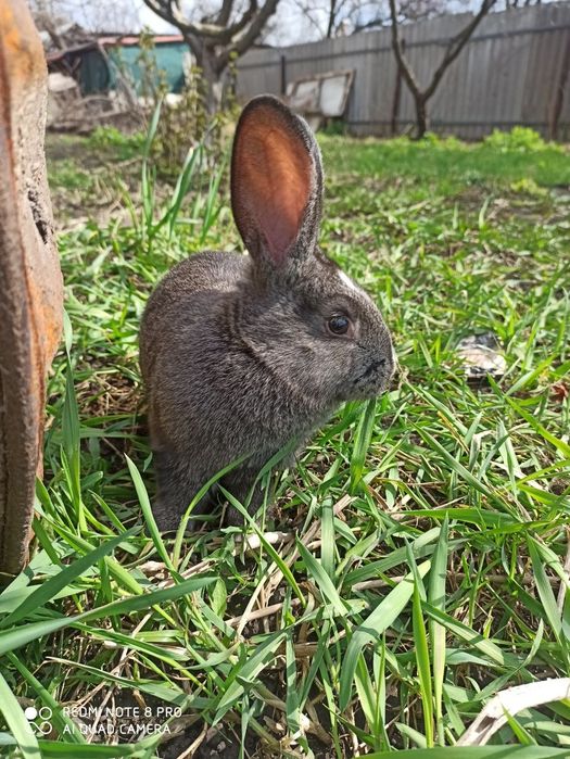 Продам кроликов.