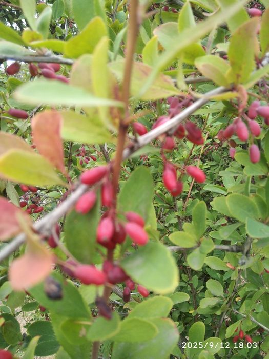 Продам дикий барбарис