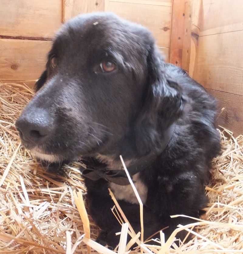KWITEK pies prawie jak spaniel, czarny po wypadku czeka na adopcję