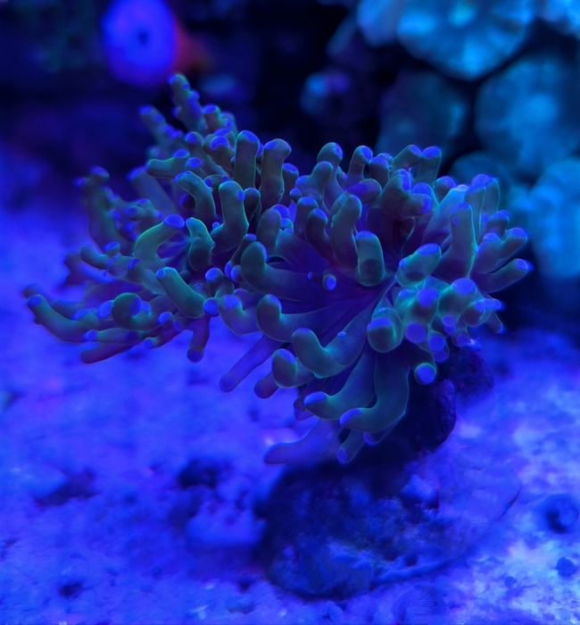 Euphyllia paradivisa - dwie główki