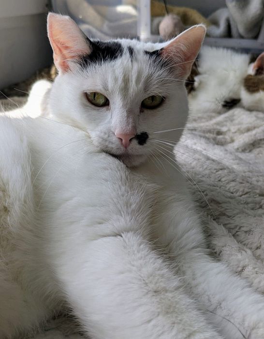 Biała koteczka z pieprzykiem niczym Marilyn Monroe szuka domu!