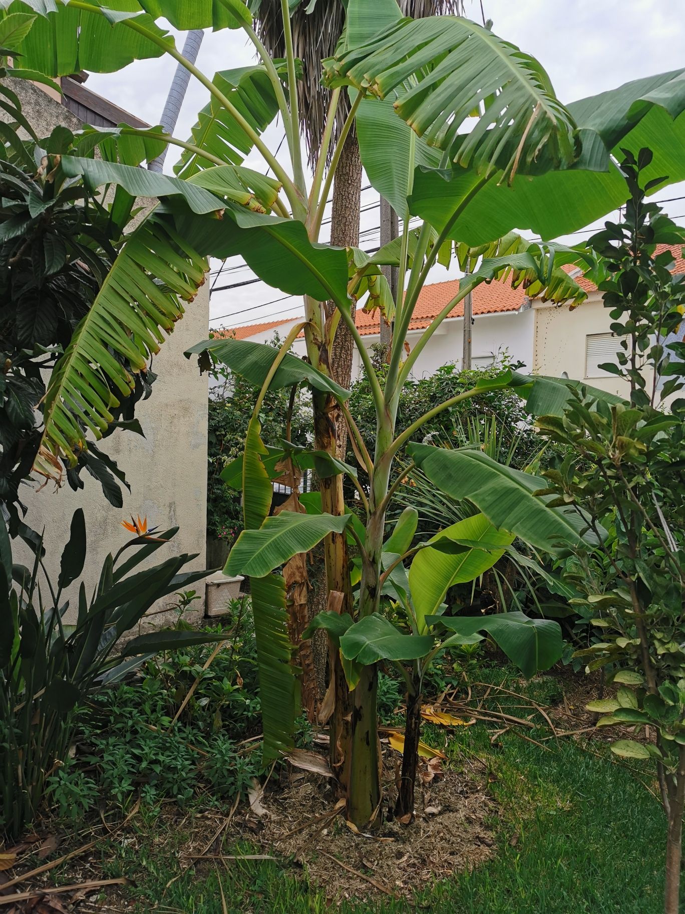 Bananeira de Angola e da Madeira