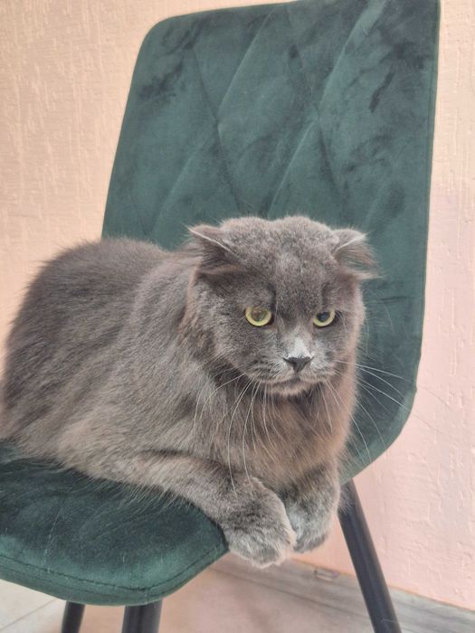 Cтрижка собак та котів (Грумінг)