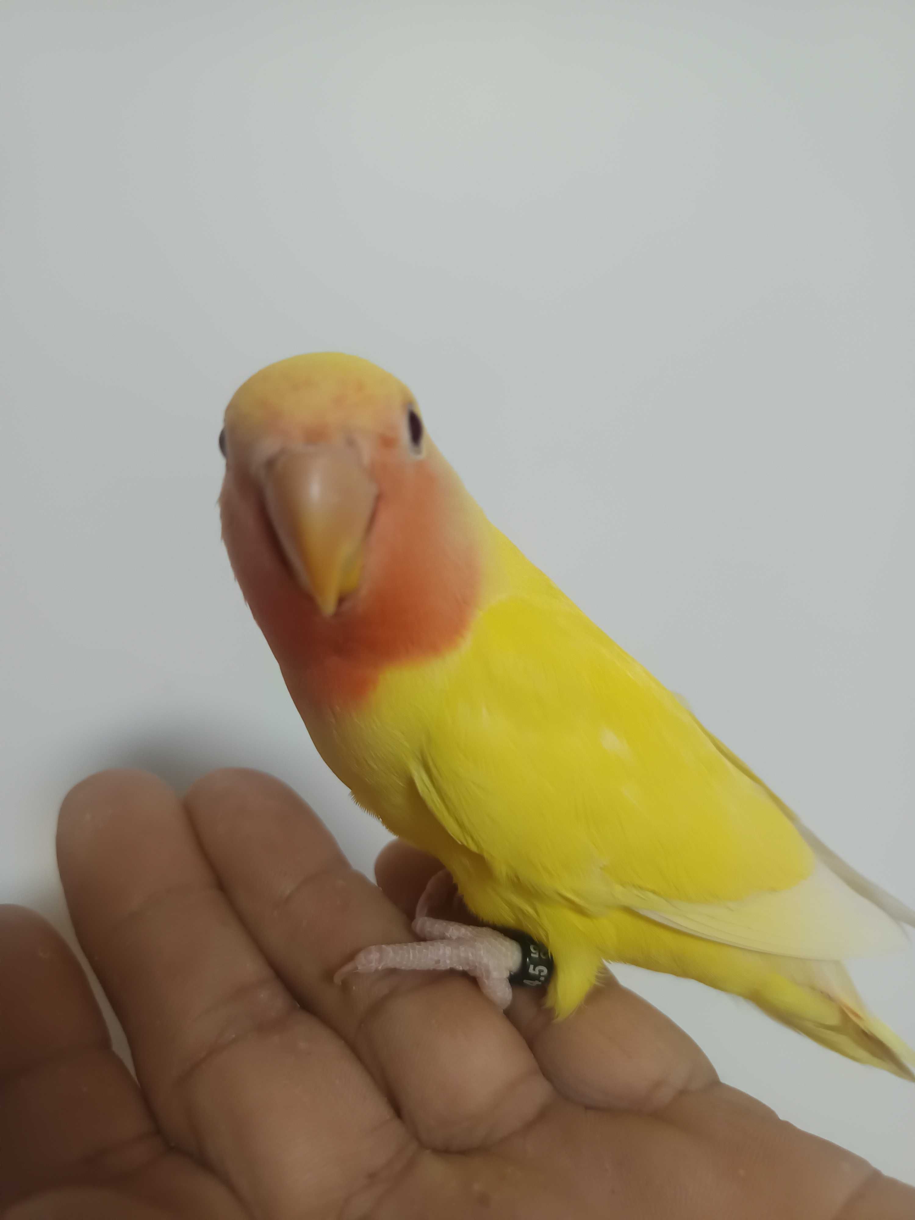Agapórnis domesticados e caturras domesticadas