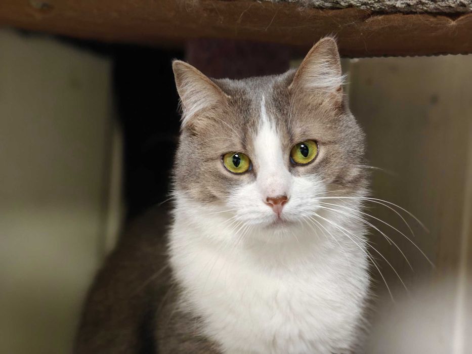 Ніжна кицюня Доллі 1рік шукає домівку! сріблясто-біла кішка кошеня кіт