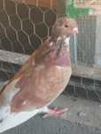 Pombo Mariolinha