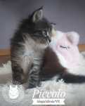 Piccolo kocurek Maine Coon FPL/FIFe