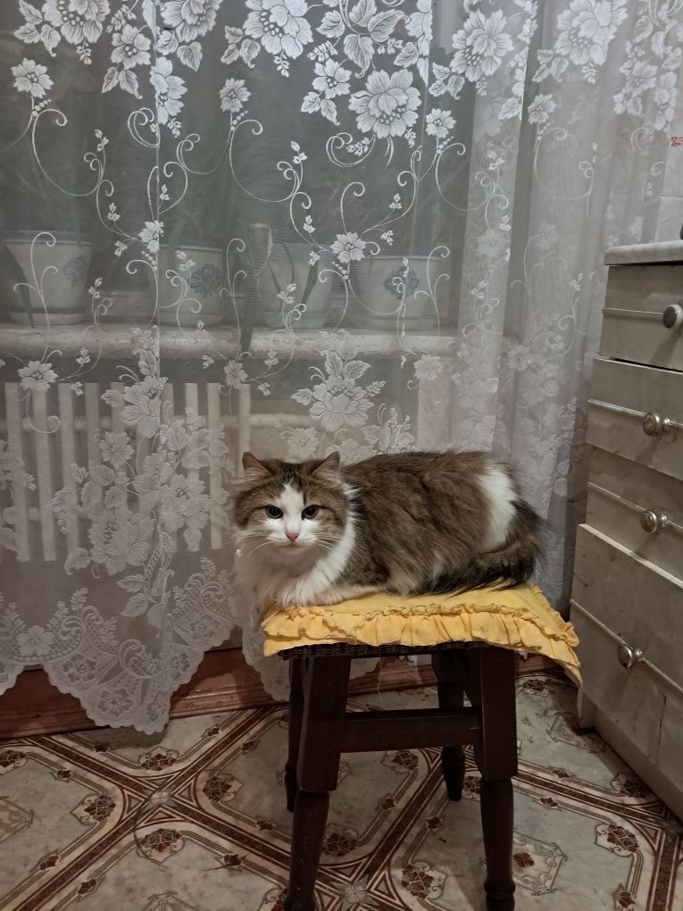 Віддам кошенят у добрі руки. Віддам кицю надовго з подальшим поверненн