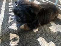 Szczeniaczek Shih tzu