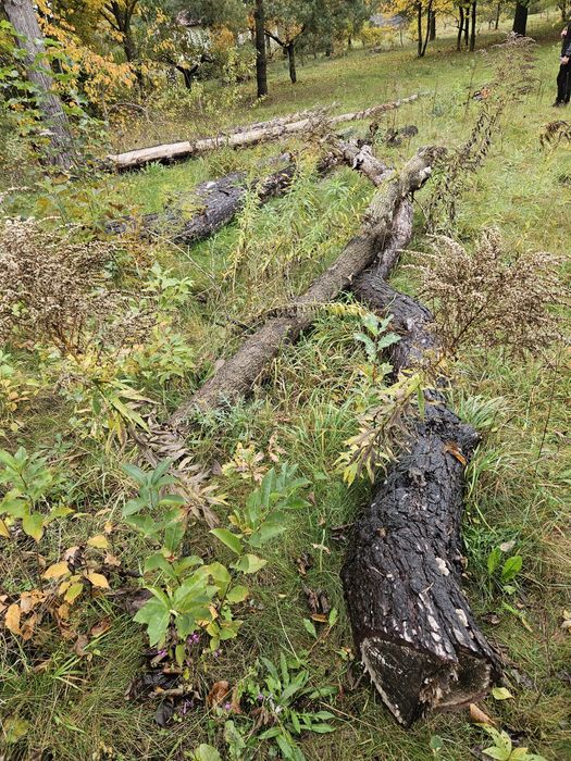 sprzedam drewno sosnowe drzewa