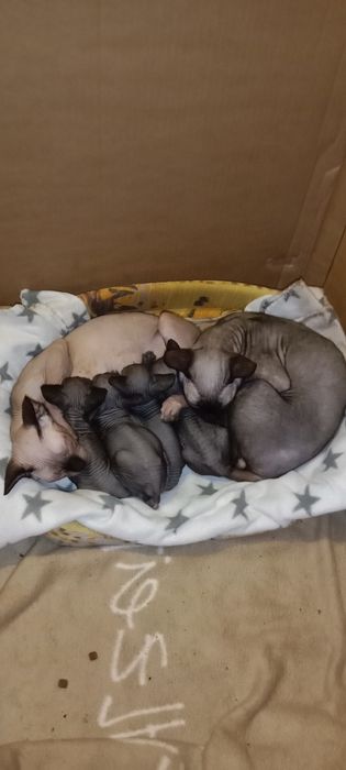 Продам кошеня Канадського сфінкса