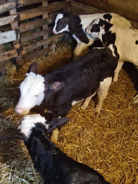 Sprzedam cielaki z gospodarstwa