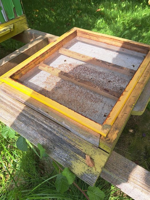 Ule wielkopolskie 12 ramkowe