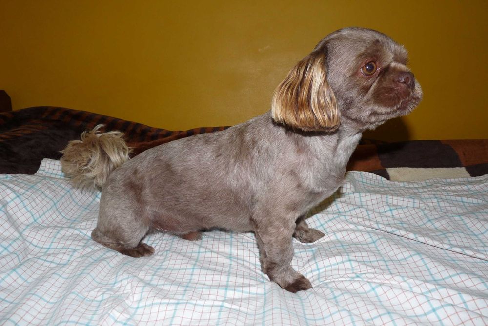 Shih Tzu, piesek Grafi do odbioru od 18 października.