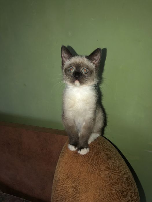 Отдам котенка в добрые руки Кривой рог!