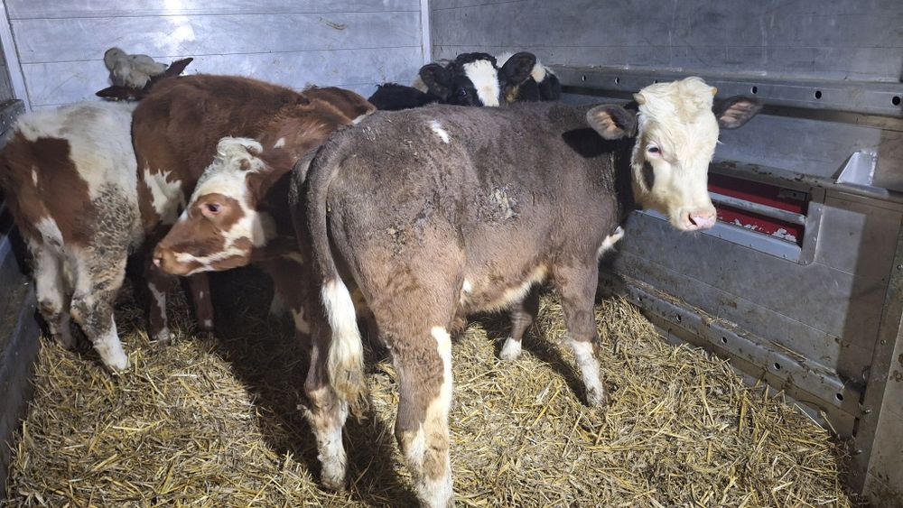 7 Odsadków Polskich mięsnych