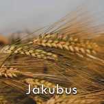 Jeczmien Ozimy Jakubus Kwalifikowany Material Siewny