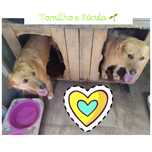 Cão e cadela jovens, muito meigos, para adoção