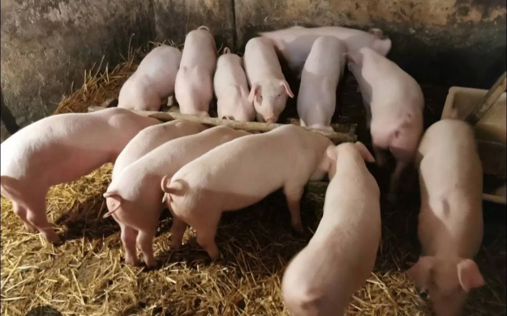 Prosięta 13-tygodniowe. 15 sztuk