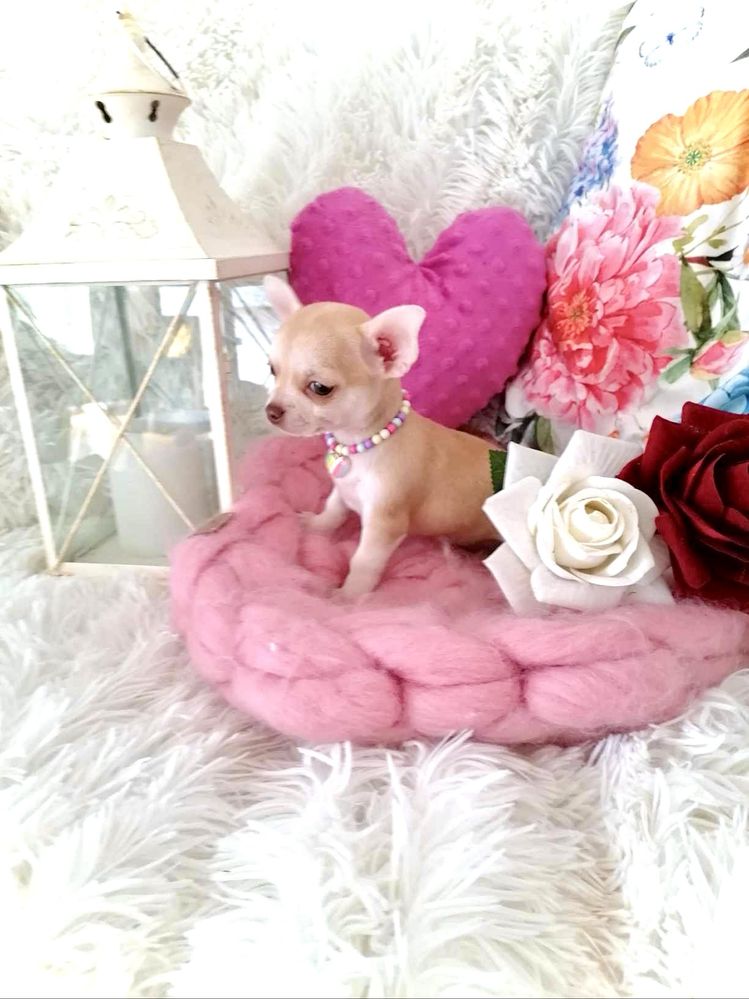 Śliczna  biszkoptowa suczka chihuahua
