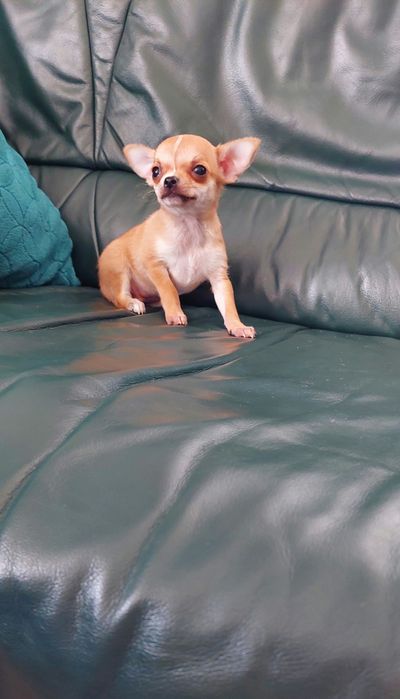 Maleńka suczka chihuahua