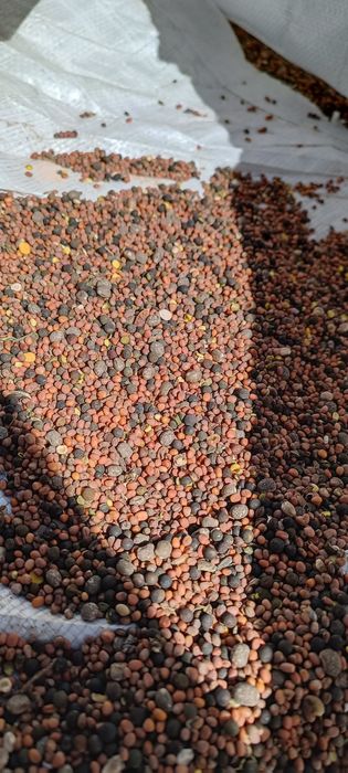 Mieszanka poplonowa Rzodkiew, wyka, łubin