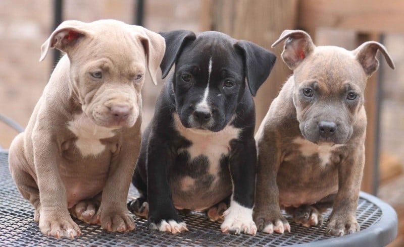 Цуценята вірного друга та надійного охоронця преміум-класу (пітбуль)