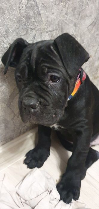 Цуценята Кане-Корсо