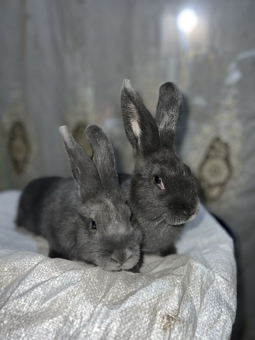 Віденьська голуба