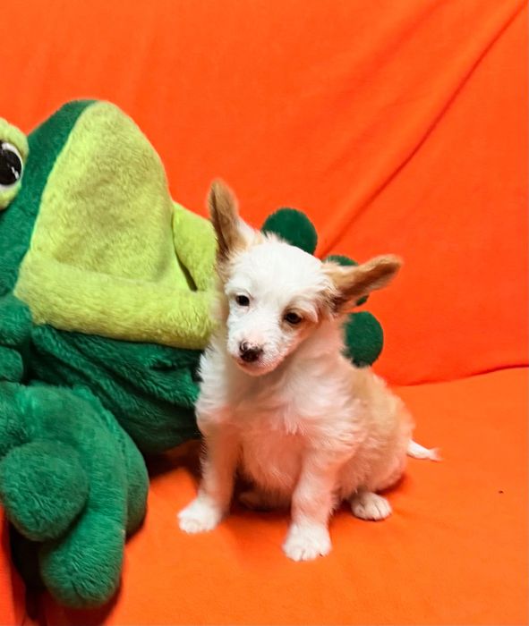 Chiński Grzywacz  piesek po Championach