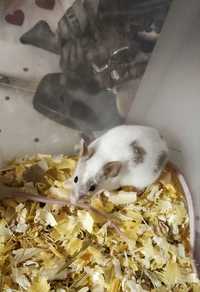 Sprzedam myszy hodowlane