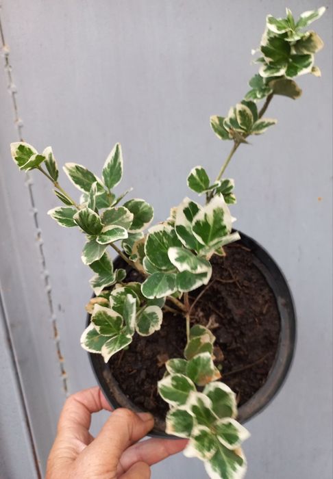 Бруслини (бересклеть) + один самшит