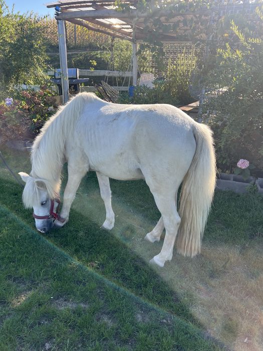 Siwy kucyk 15 lat walach