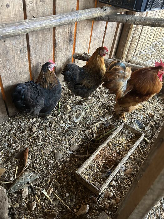 Trio de pekins..