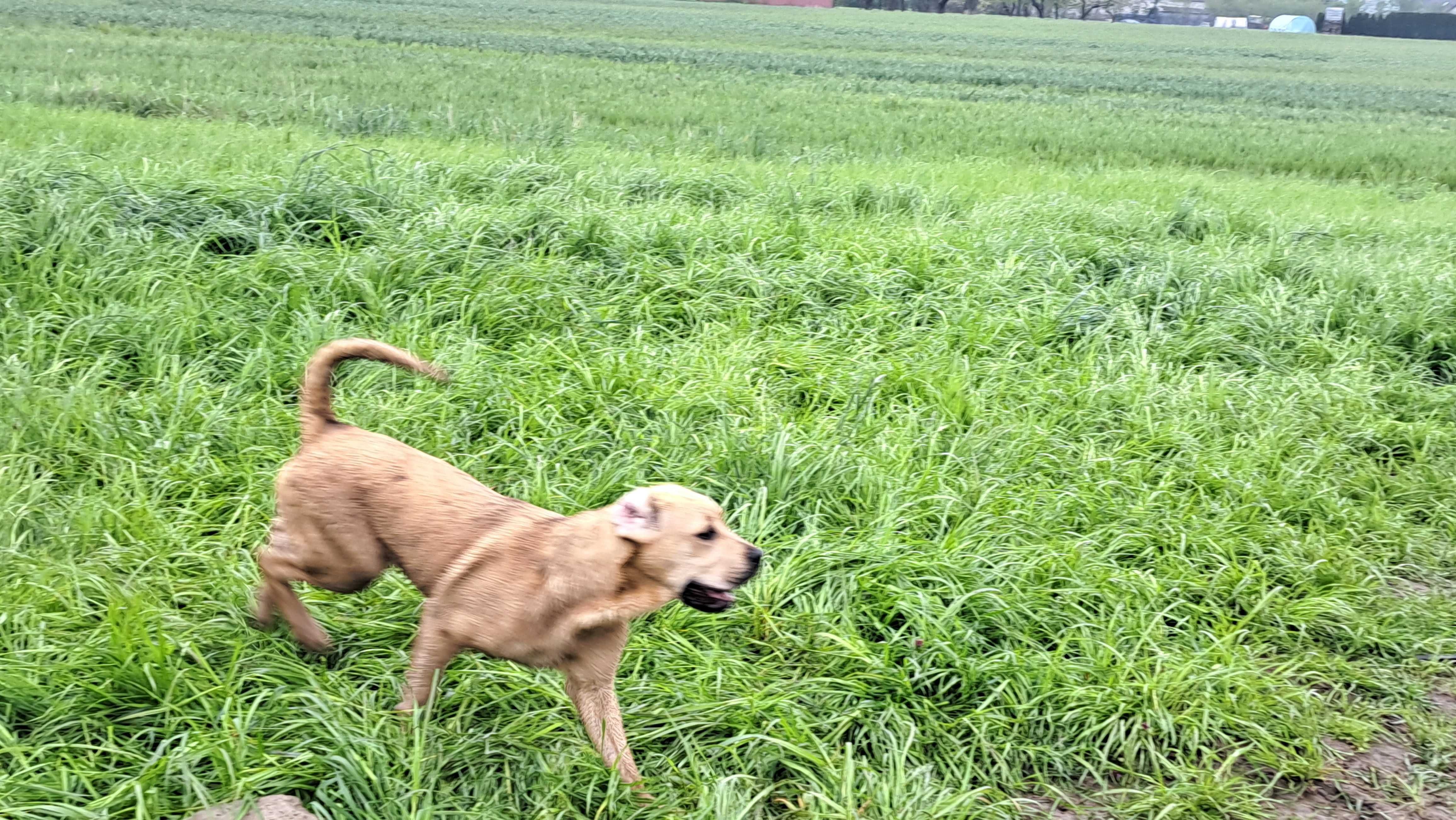 Cane corso piesek!